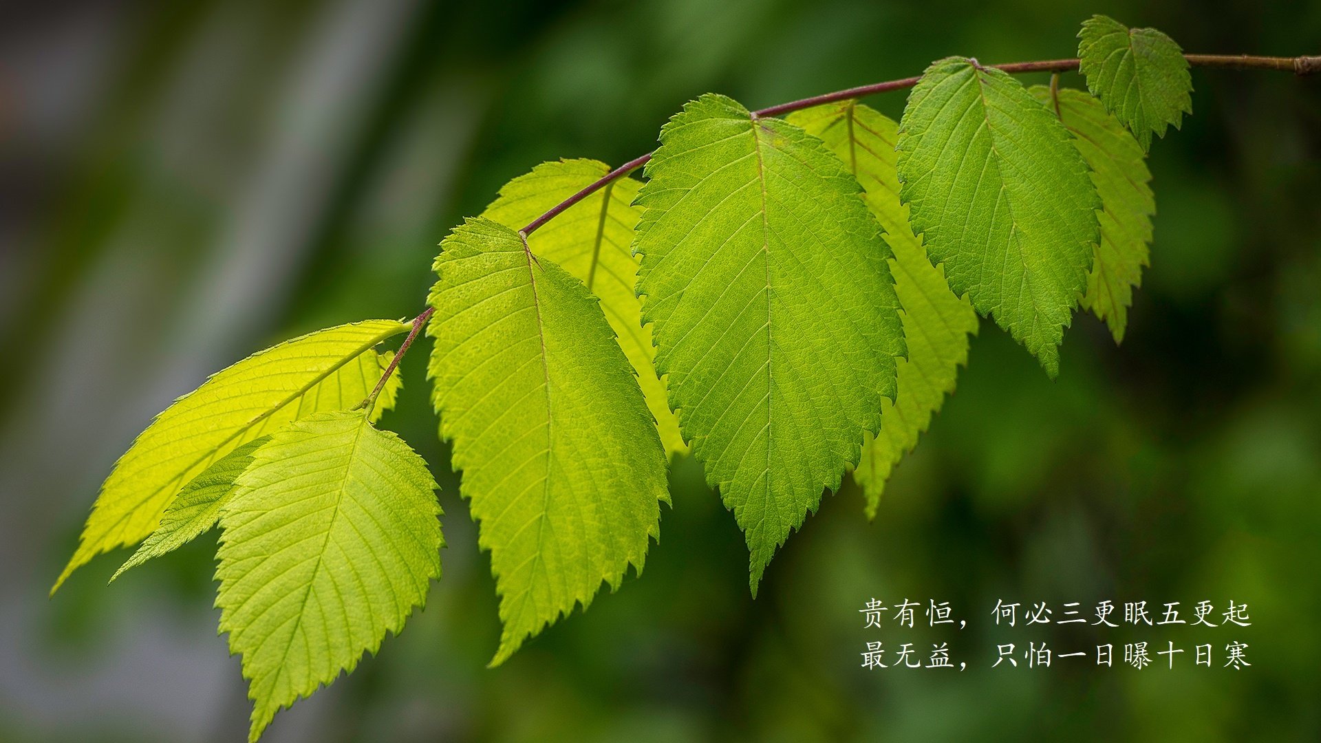随机山东泰山主场观众热情高涨，山东泰山队官方网站