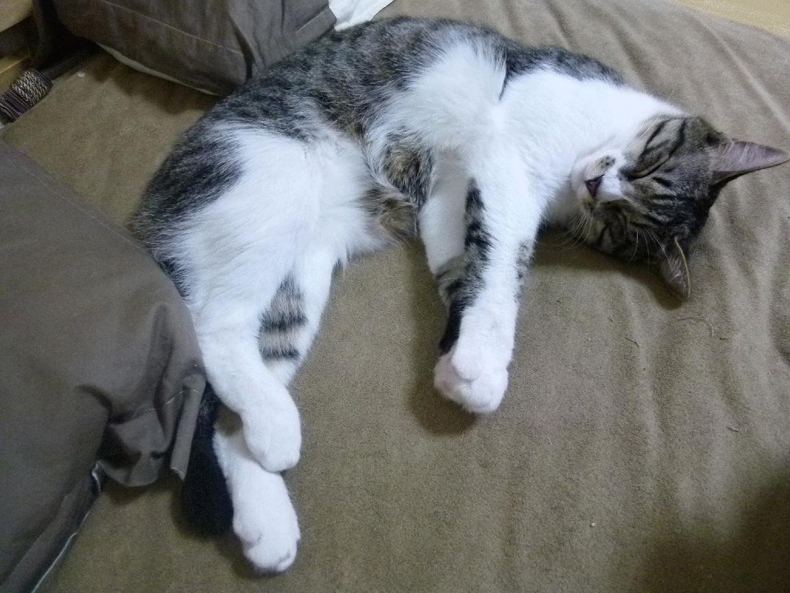 亚冠联赛中国队逆袭 球迷现场助威不断，亚冠联赛中国队赛程表