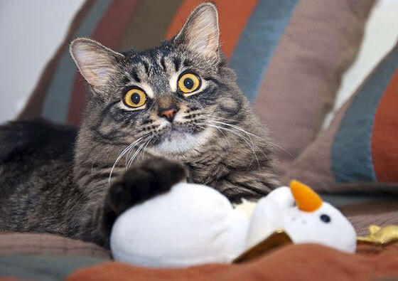 博洛尼亚通过精准传球组织高效反击,博洛尼亚传奇球星