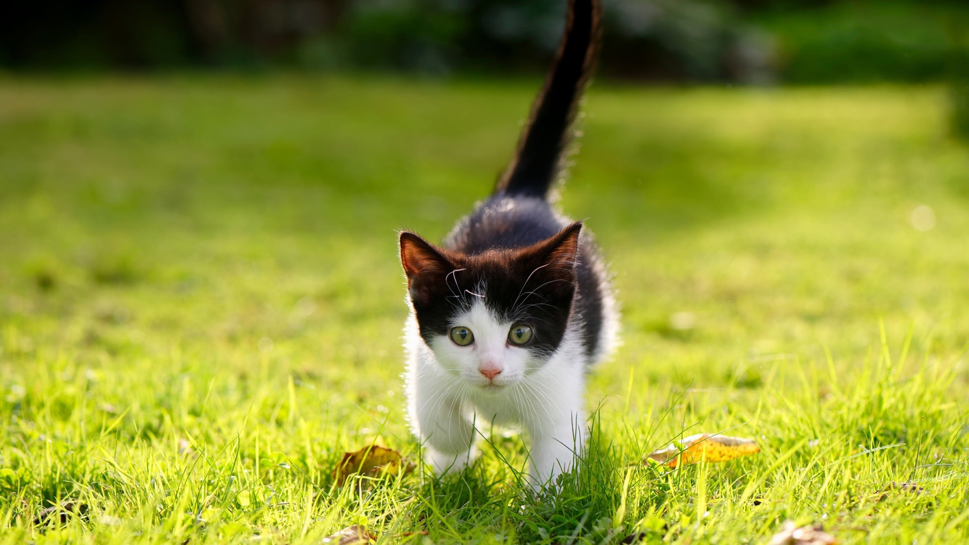 国家队心理建设缺乏系统支持，国家队心理建设缺乏系统支持