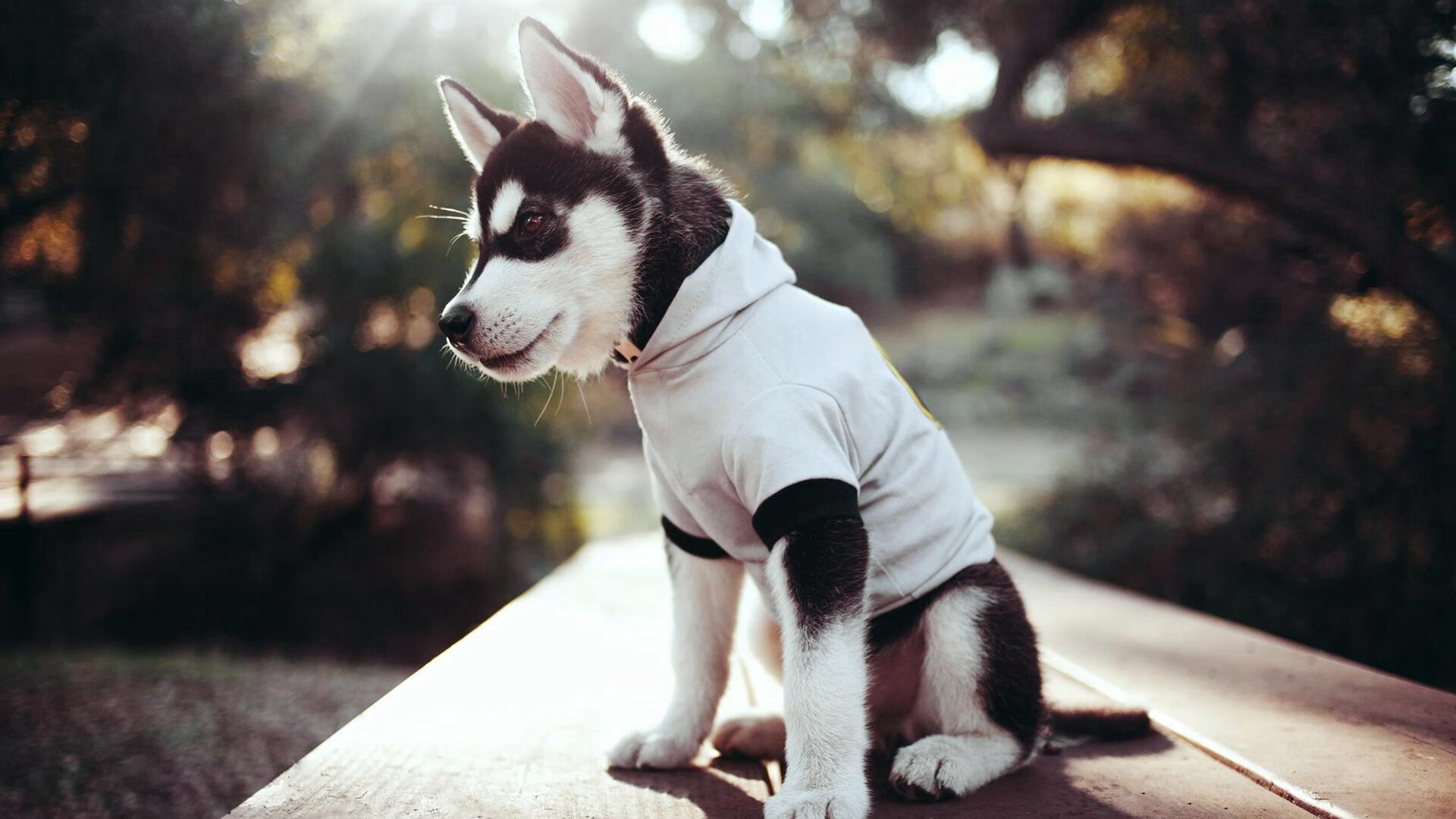 搏击台上选手实力对决精彩纷呈,搏击擂台