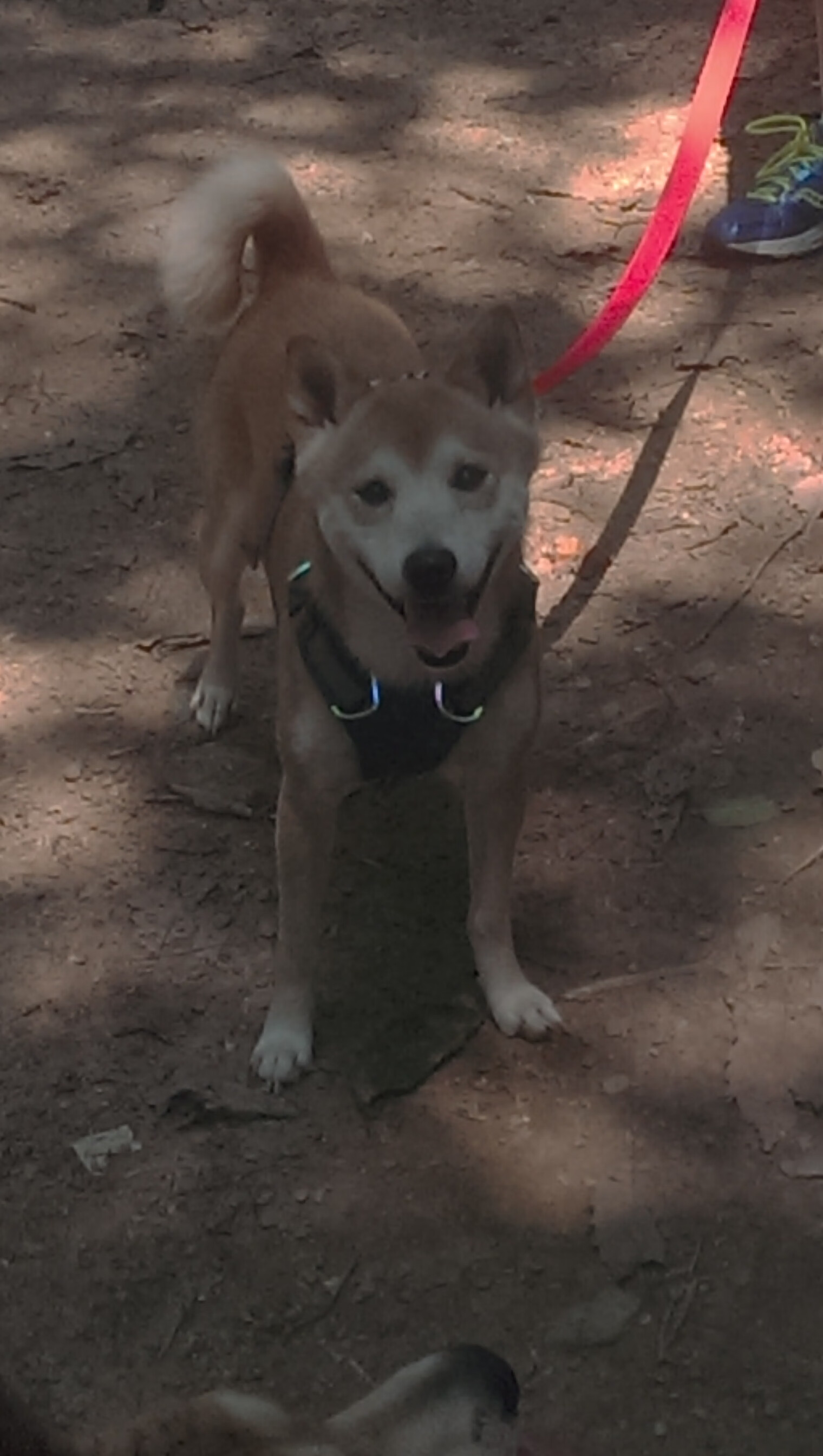 澳大利亚队如何调整团队赛制战术：增强整体作战能力，澳大利亚国家队战绩