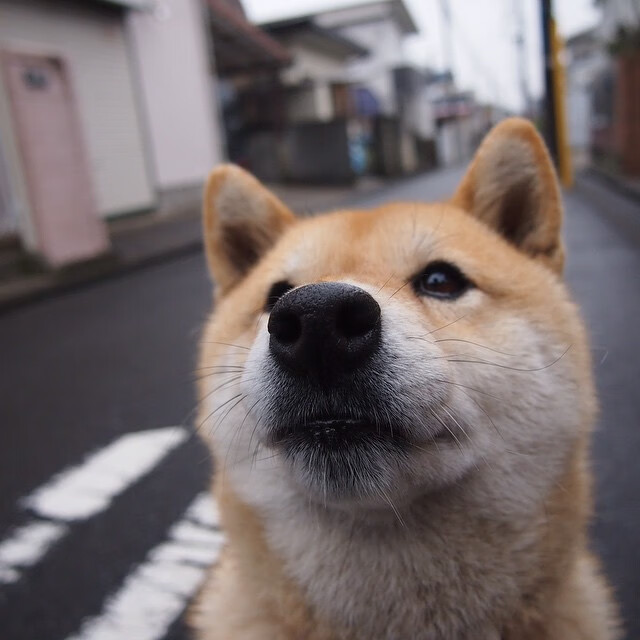 王者荣耀赛事热度不减成为主流观赛选择,王者荣耀 观赛