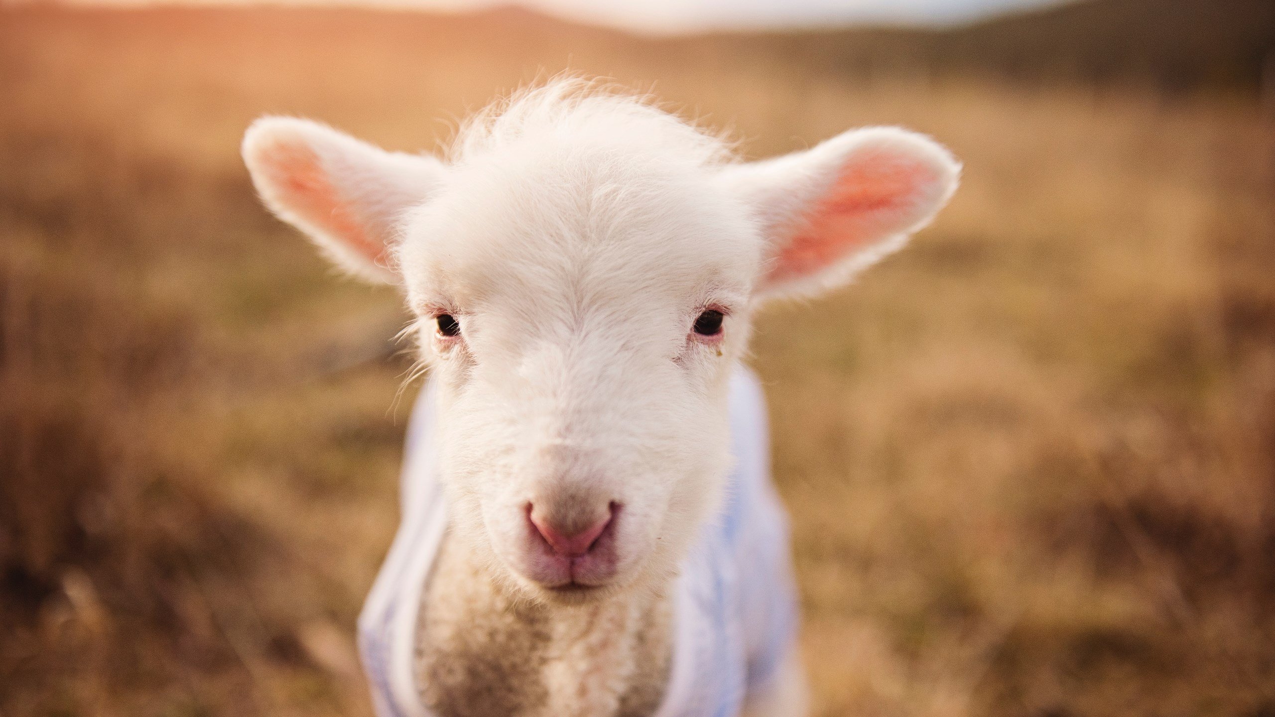 职业联赛赛程安排是否合理分配体能，职业联赛的作用