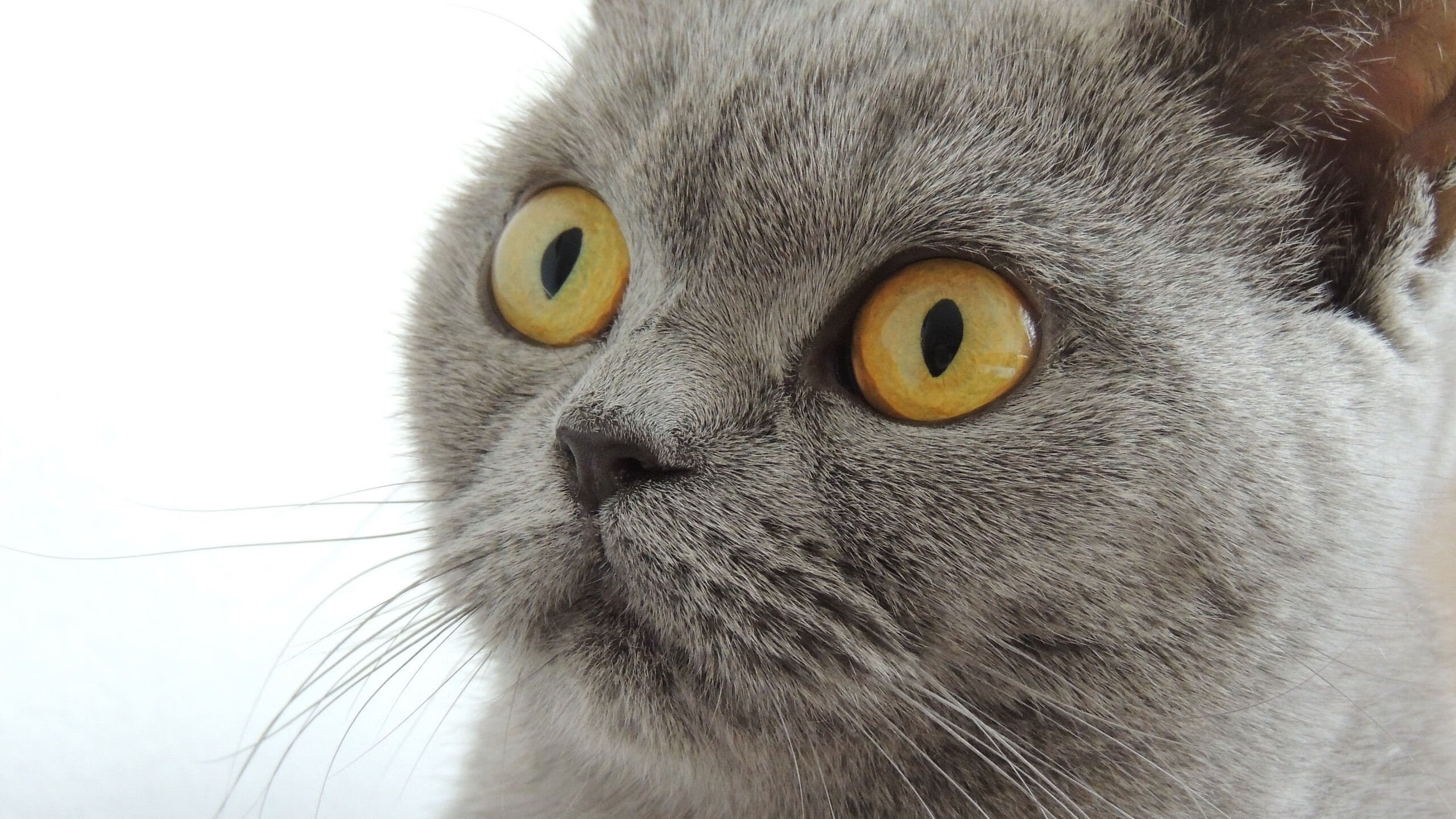 世界杯逆转奇迹:分析师都惊呆的精彩瞬间!,世界杯首场逆转