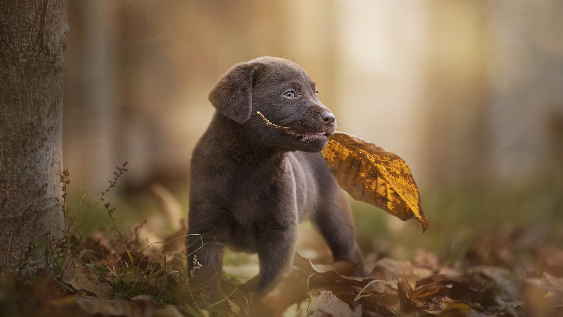 中国足球职业联赛赛事组织管理不断创新，中国足球联赛改革