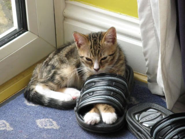 全黑队通过高压防守与迅速反击，将比赛节奏掌控在手中，全黑队战舞