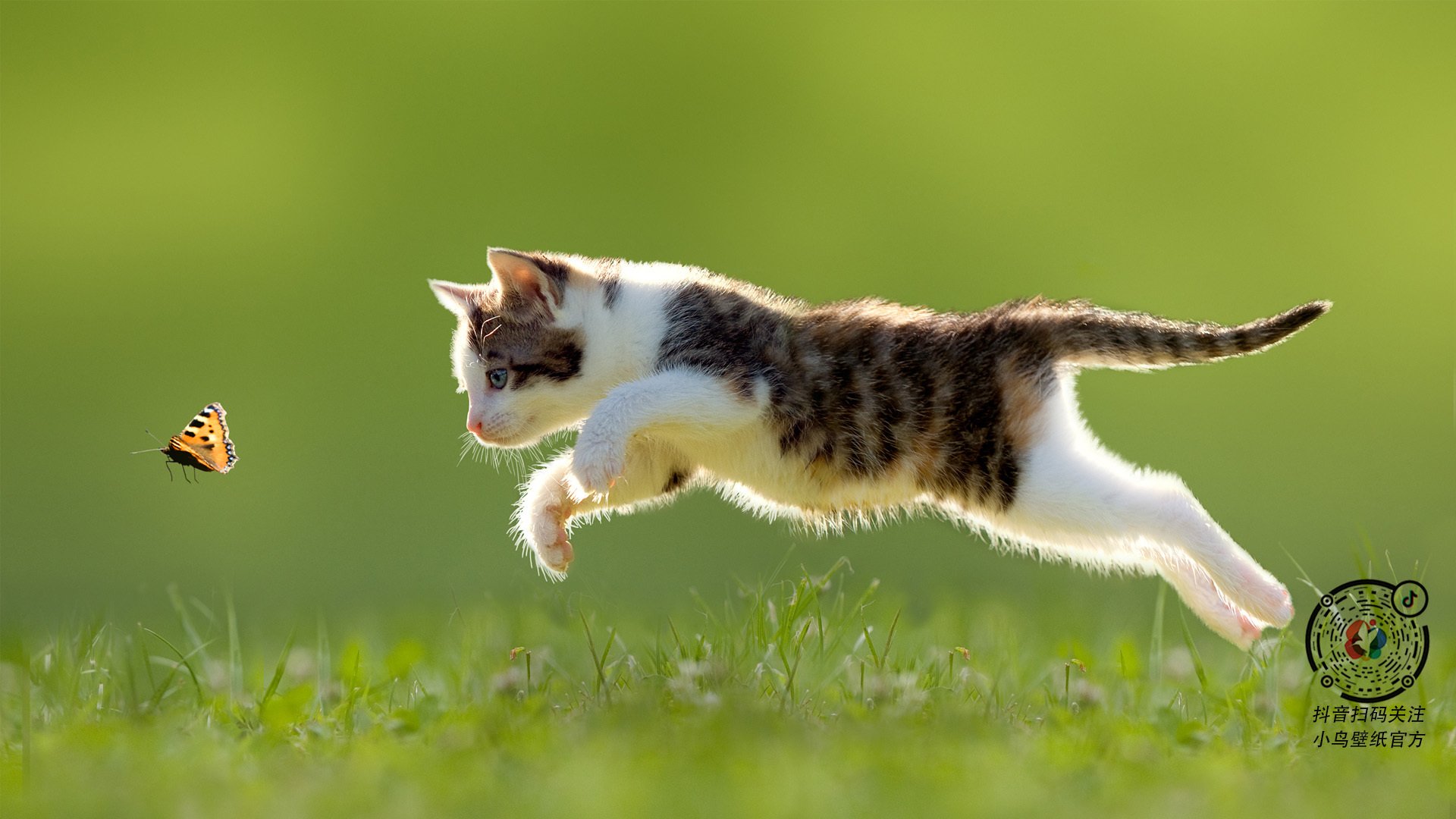 爱游戏体育（AYX）官方APP下载-塞尔维亚女篮在欧洲冠军赛中展现统治力，奋力夺牌