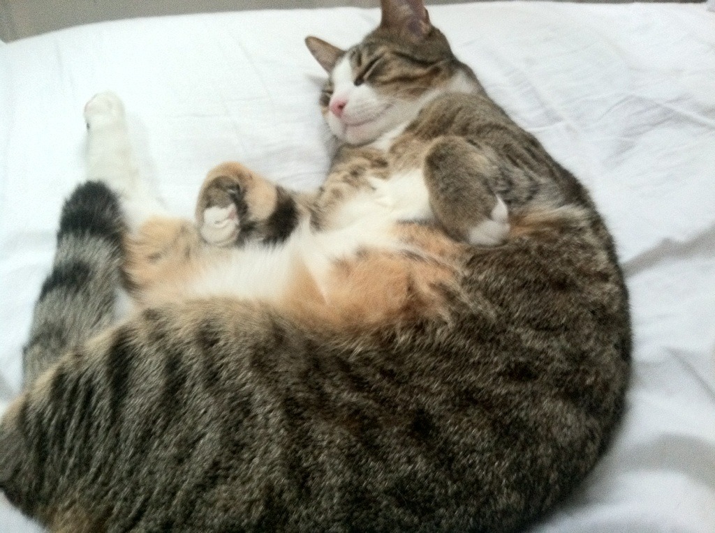 爱游戏官方-极限运动嘉年华燃爆全城观众热情高涨，媒体_极限运动赛事不能再野蛮生长