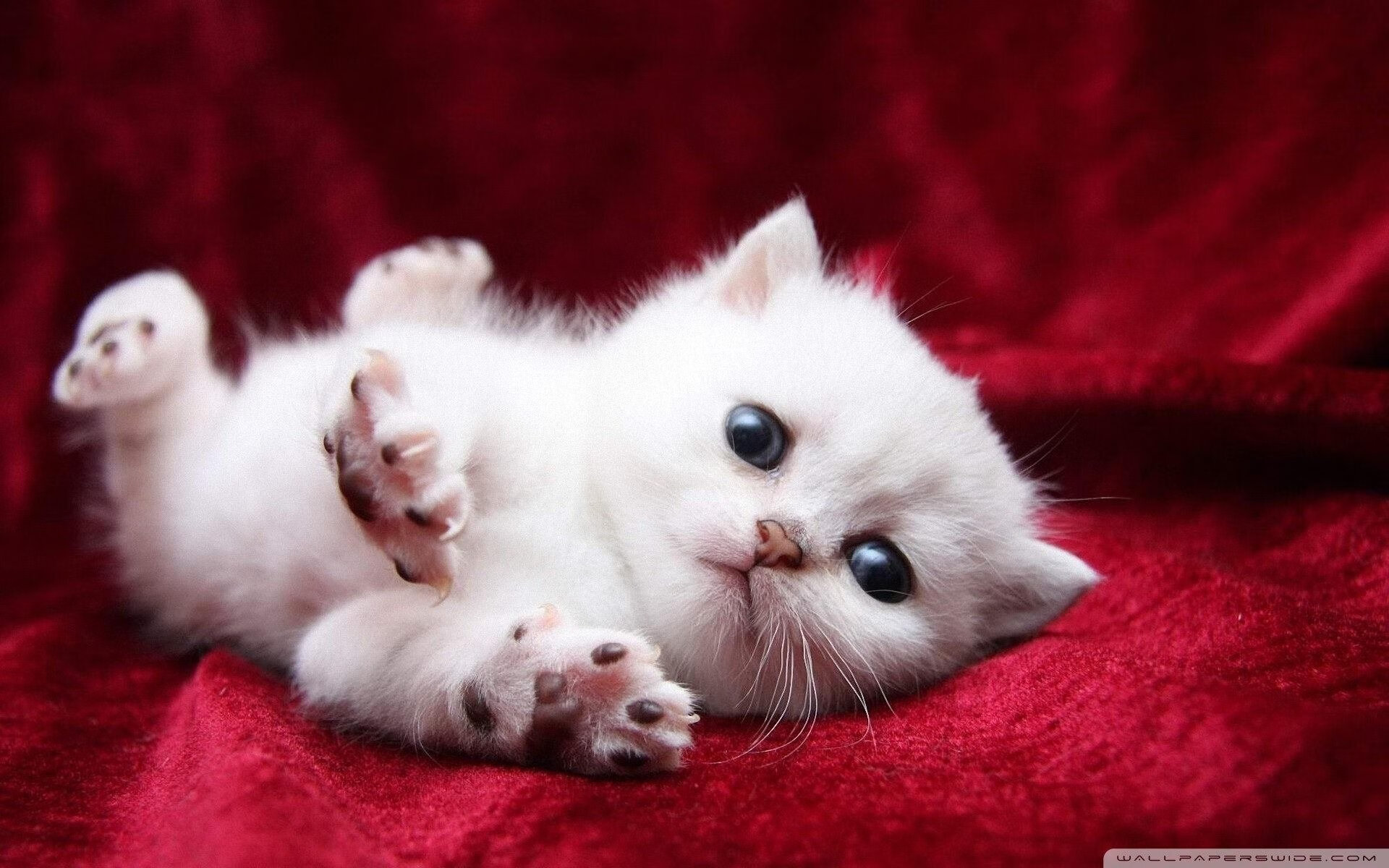 皮特·斯图斯荣膺南非年度最佳球员